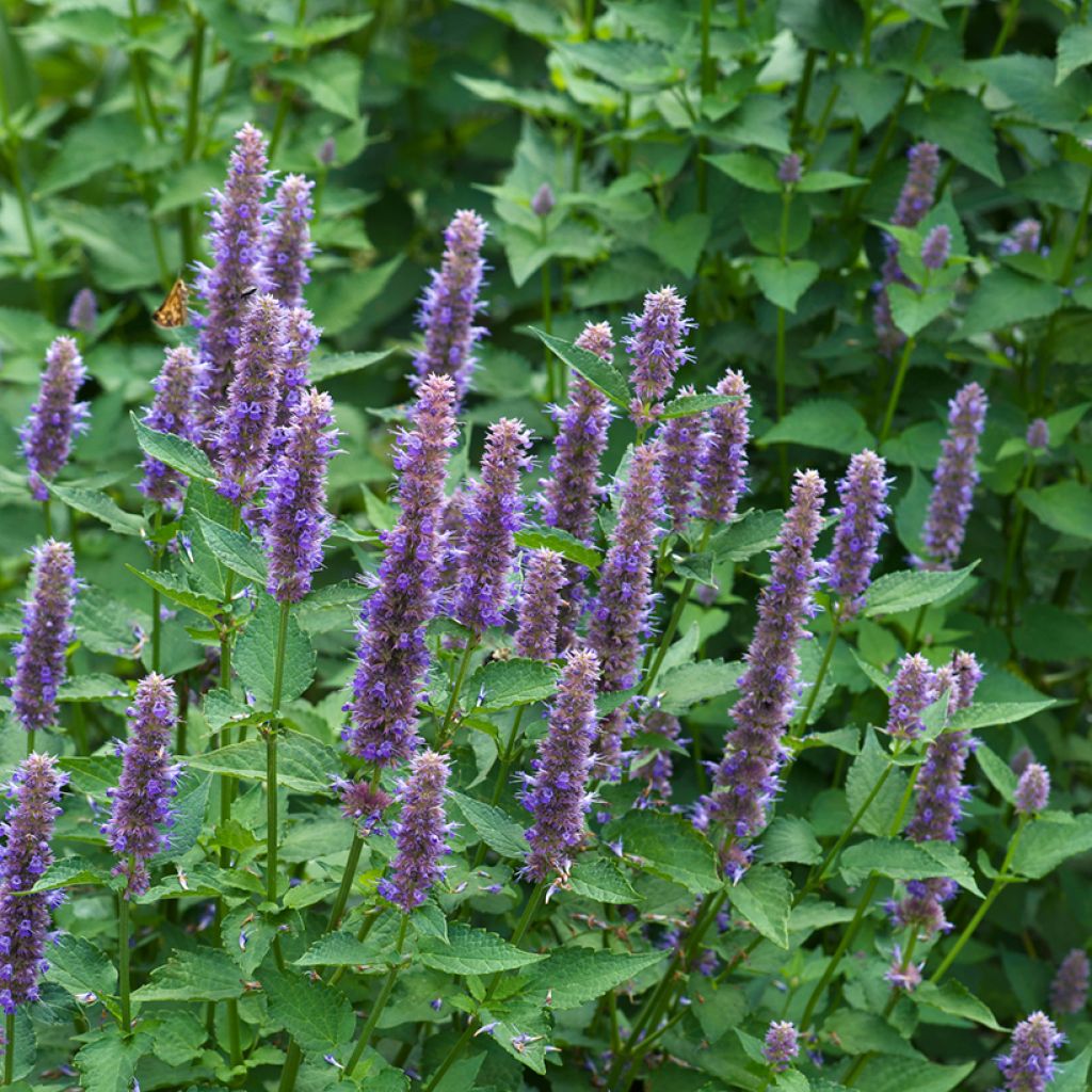 Agastache foeniculum