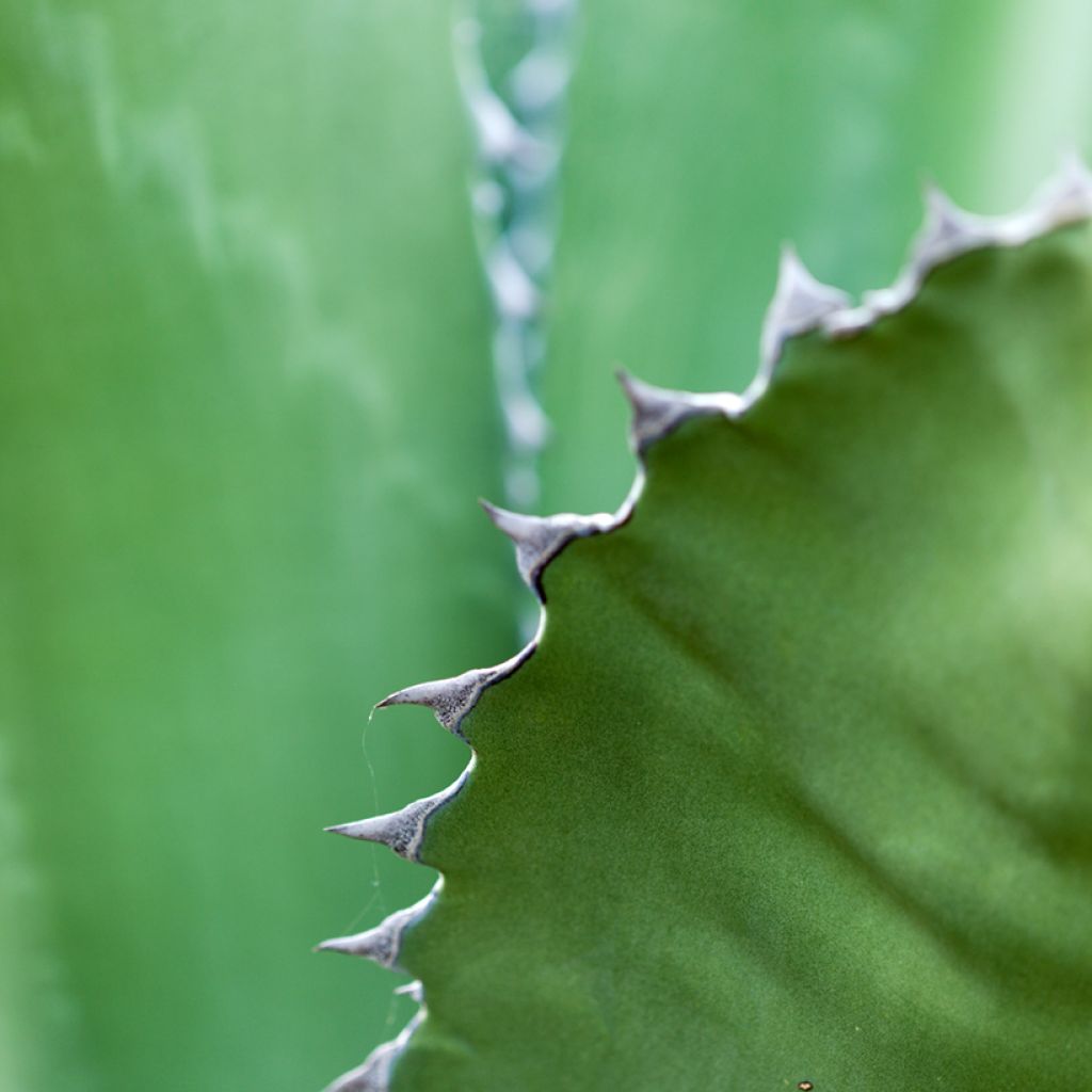 Agave salmiana seeds