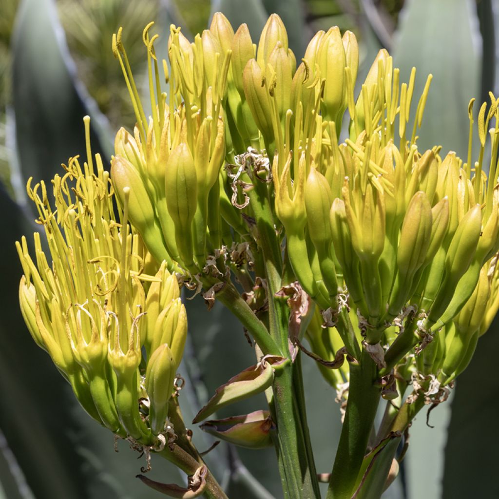 Agave salmiana seeds