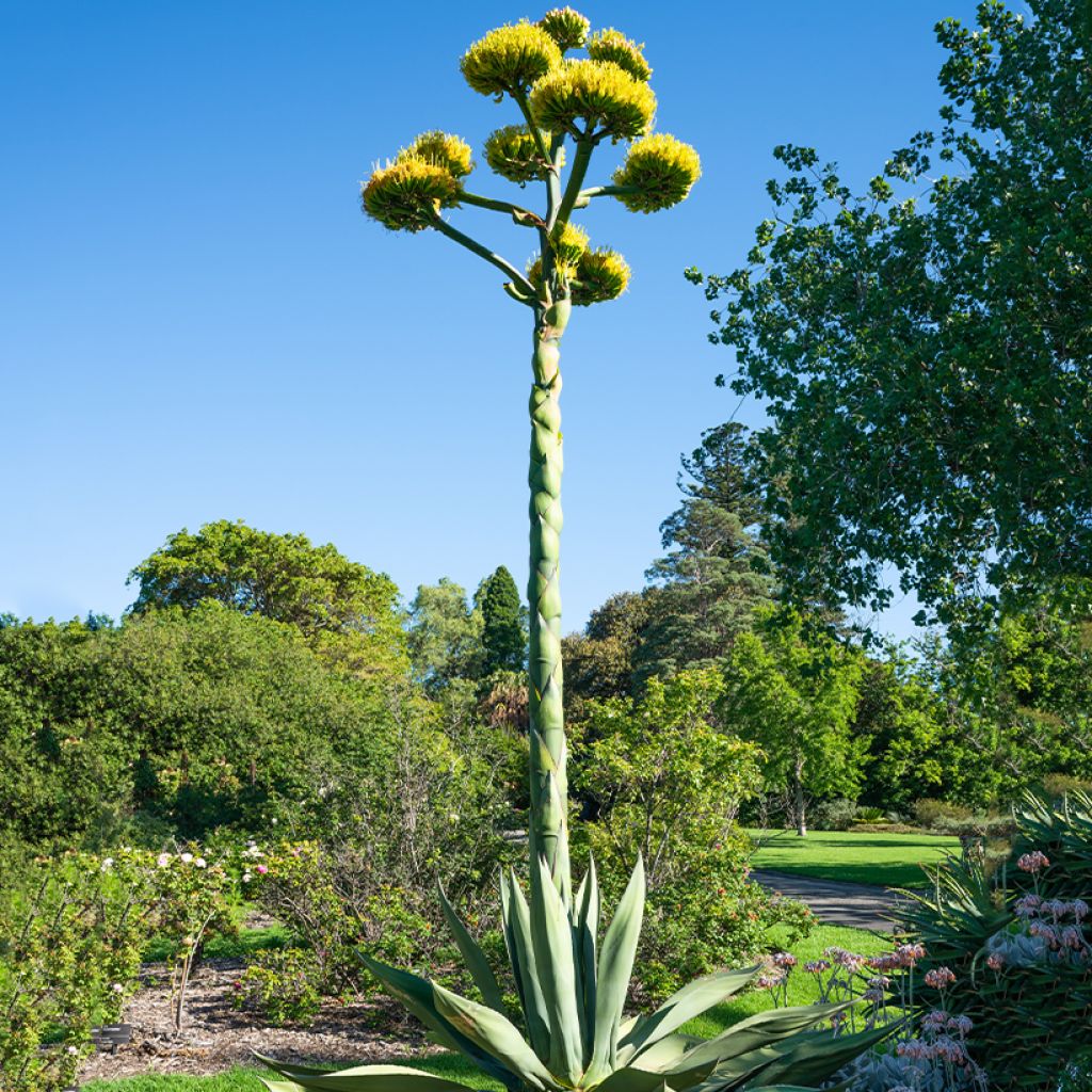 Agave salmiana seeds