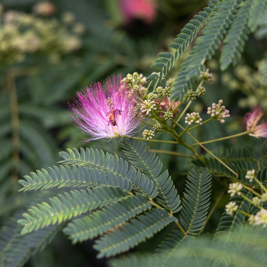 Albizia julibrissin - Silk Tree