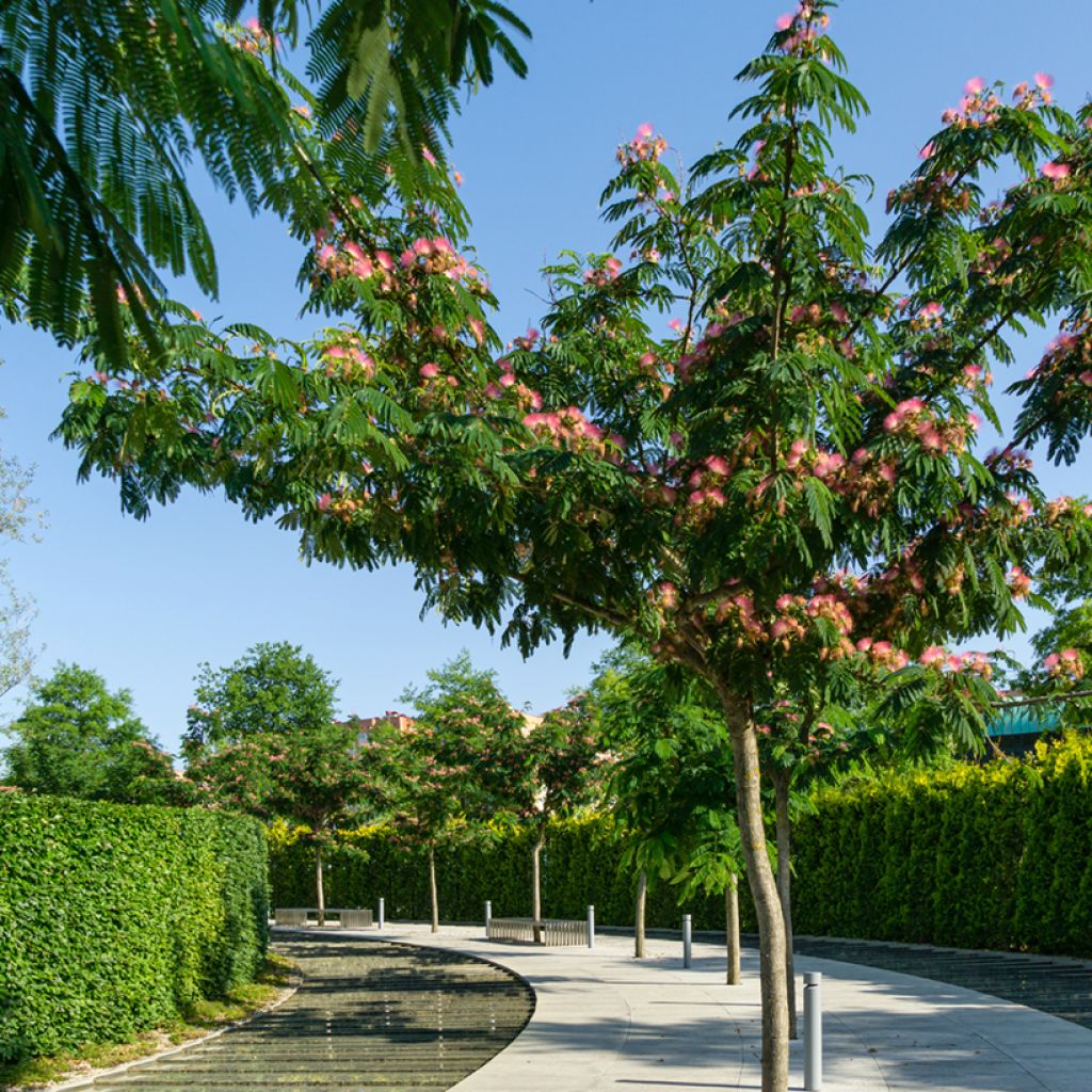 Albizia julibrissin - Silk Tree