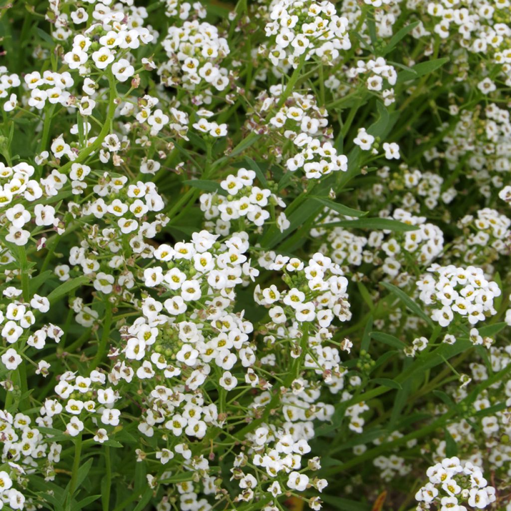 Sweet Alyssum Snow Cloth