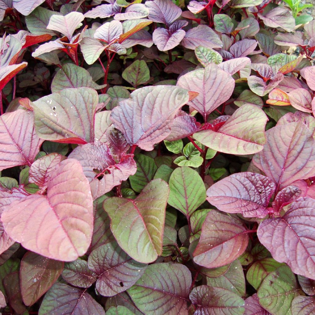 Amaranthus blitum Rouge