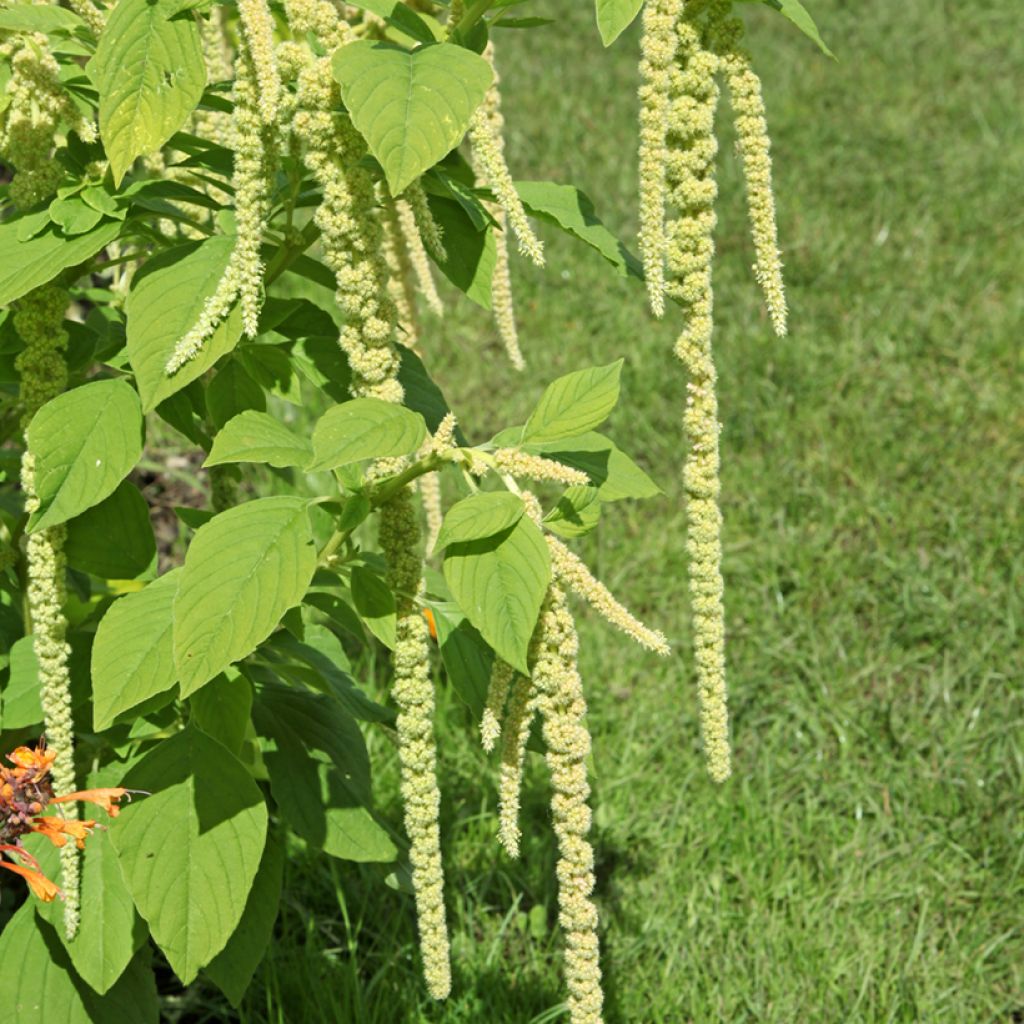 Amaranthus caudatus Green Cascade Seeds - Love-Lies-Bleeding