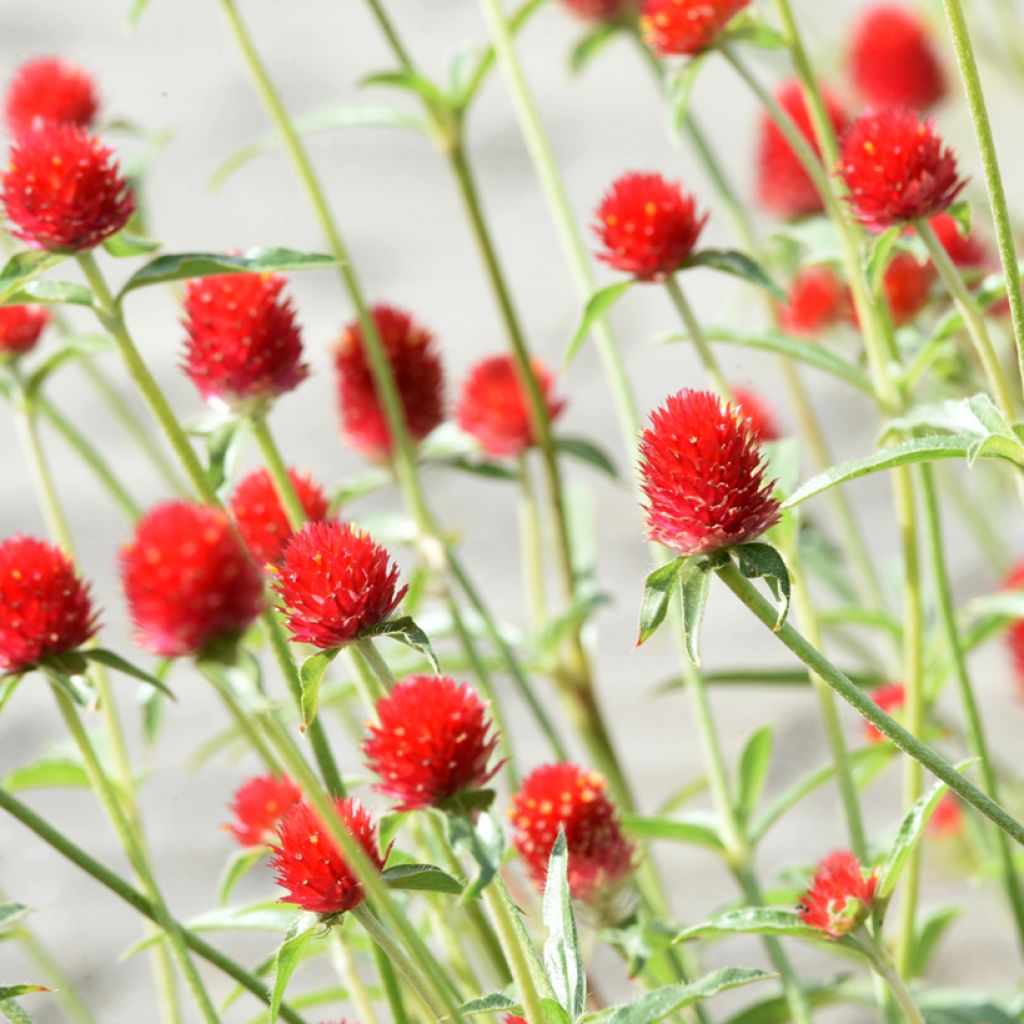 Gomphrena haageana Strawberry Fields Seeds - Globe Amaranth