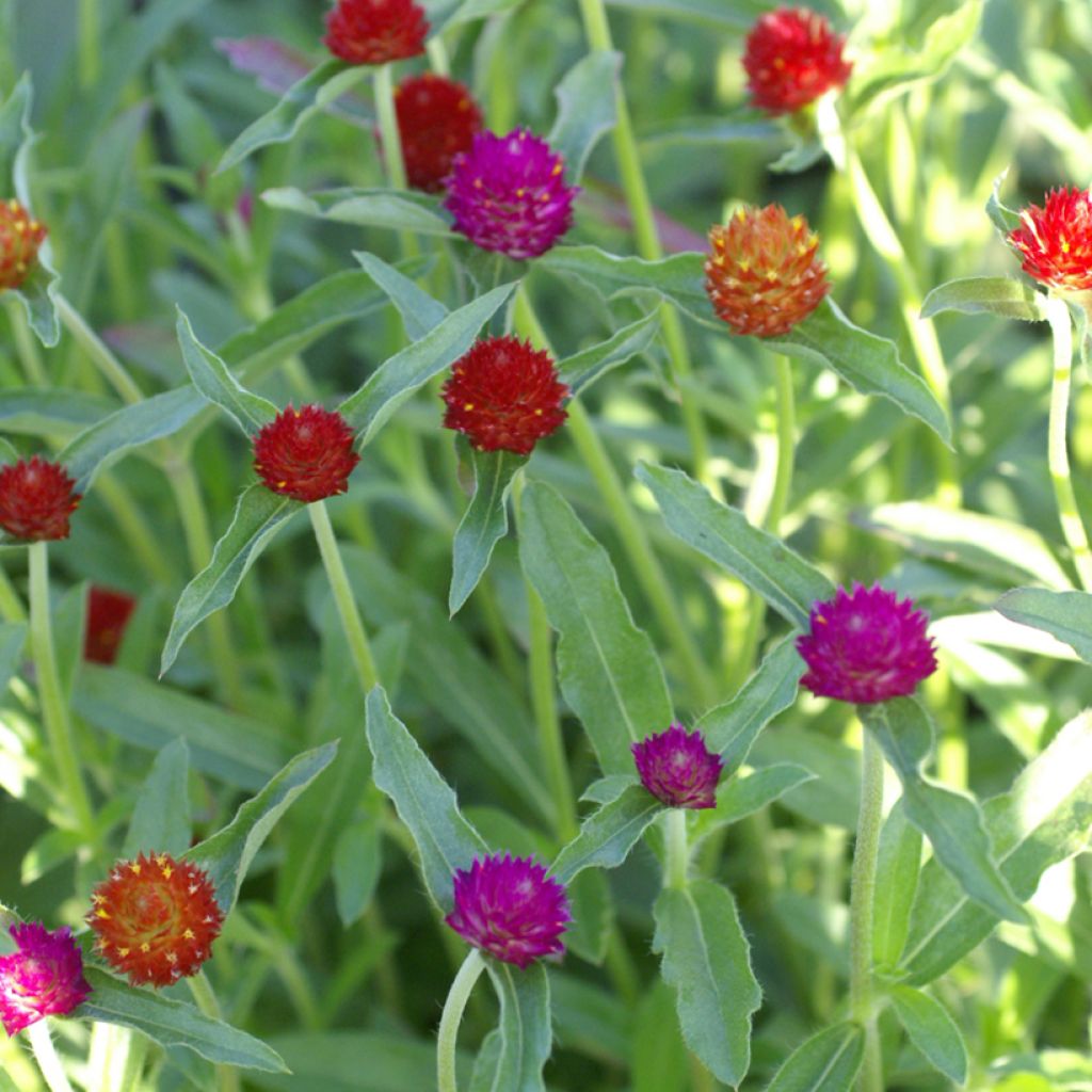 Gomphrena haageana QIS Mix seeds - Rio Grande globe amaranth