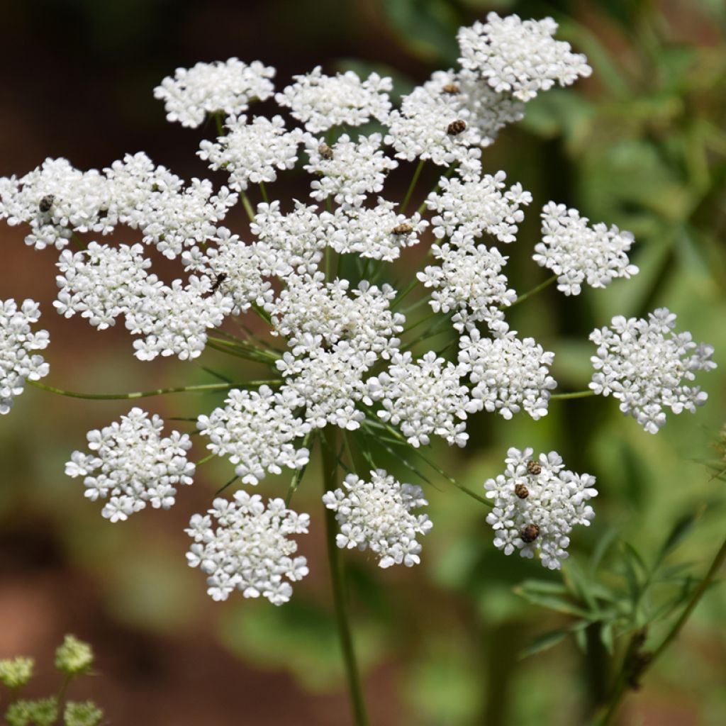 Ammi majus Queen of Africa Seeds - Bishops Flower