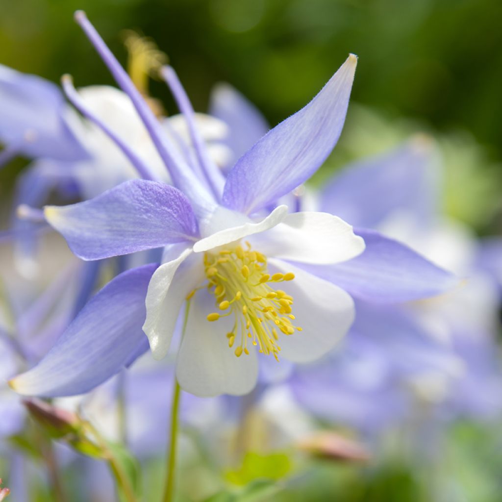 Aquilegia caerulea - Columbine