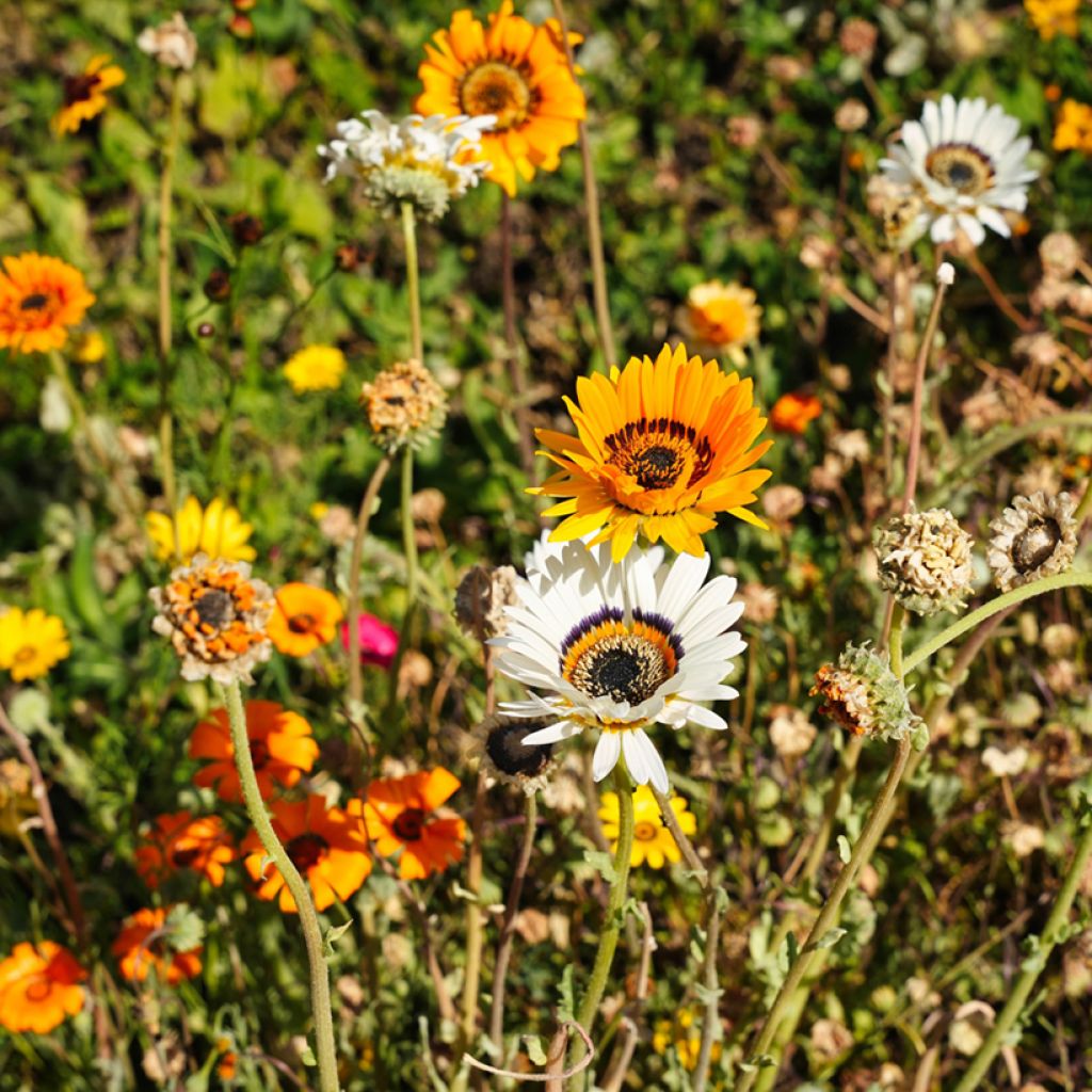 Arctotis Jaffa Ice Seeds - African Daisy