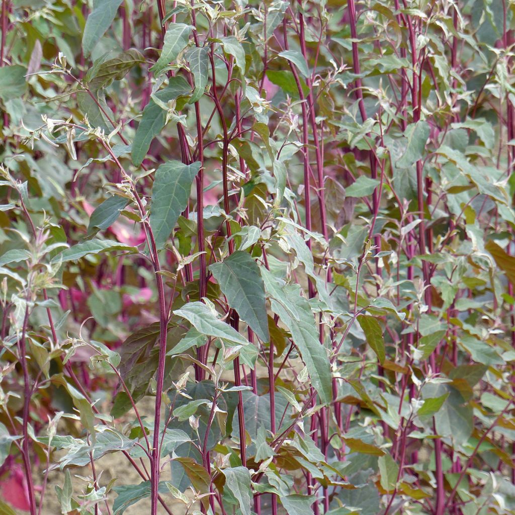 Atriplex hortensis Copper Plume - seeds