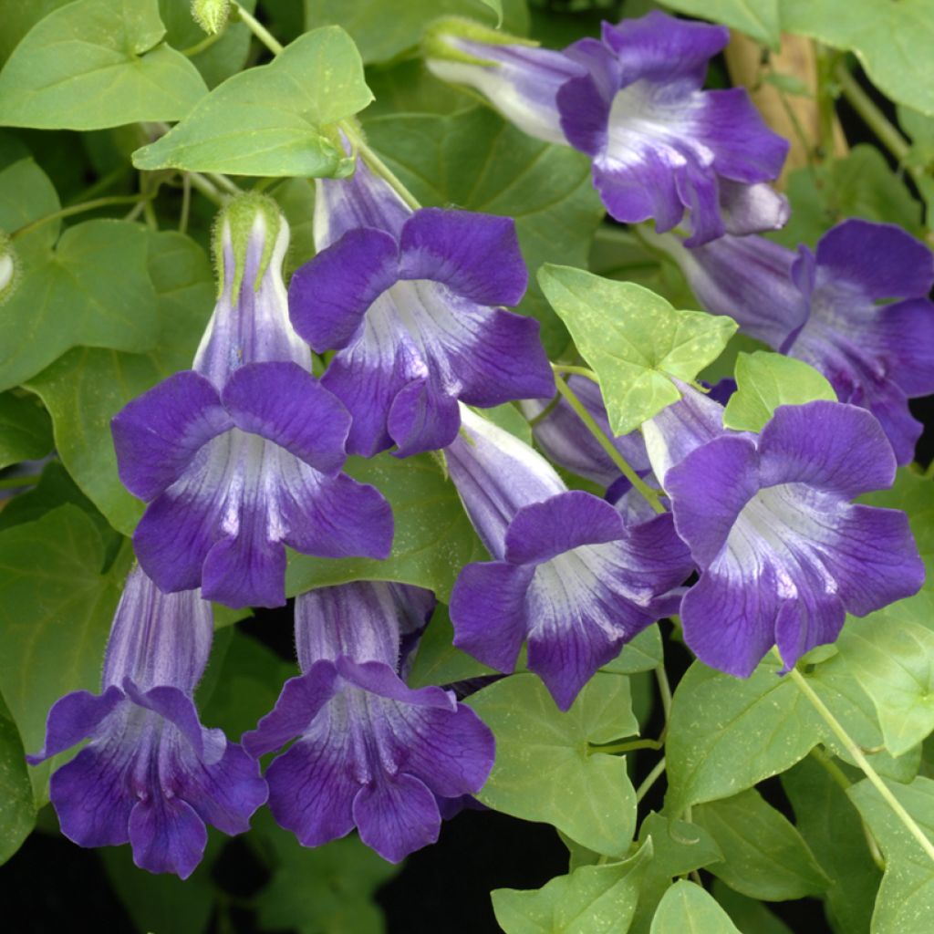 Asarina scandens Joan Lorraine seeds - Climbing Snapdragon