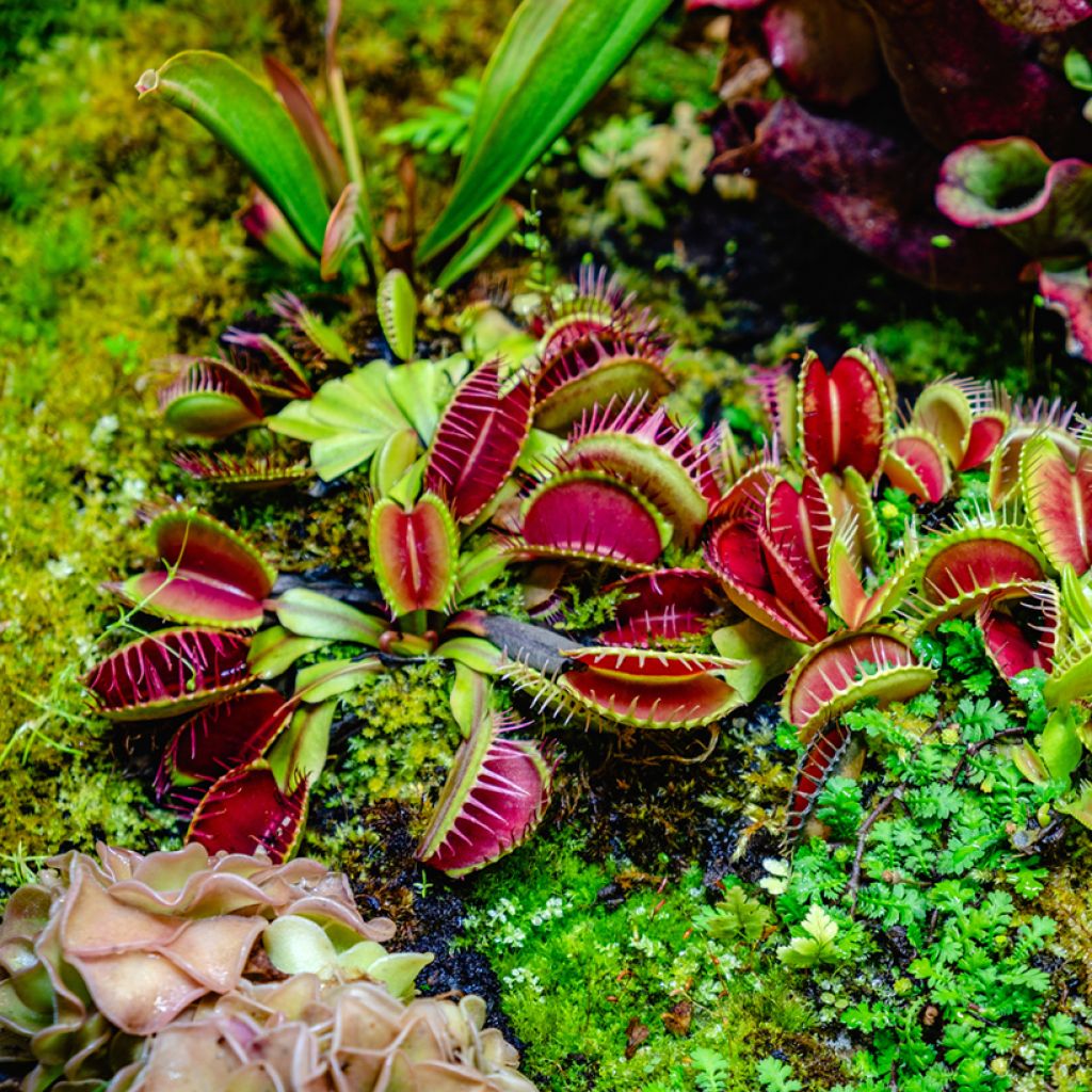 Dionaea muscipula seeds - Venus flytrap