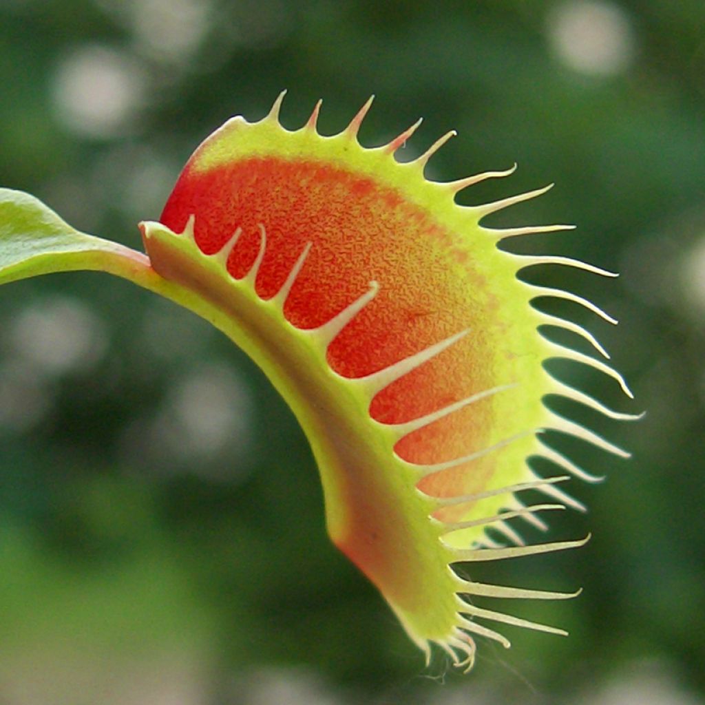 Dionaea muscipula seeds - Venus flytrap