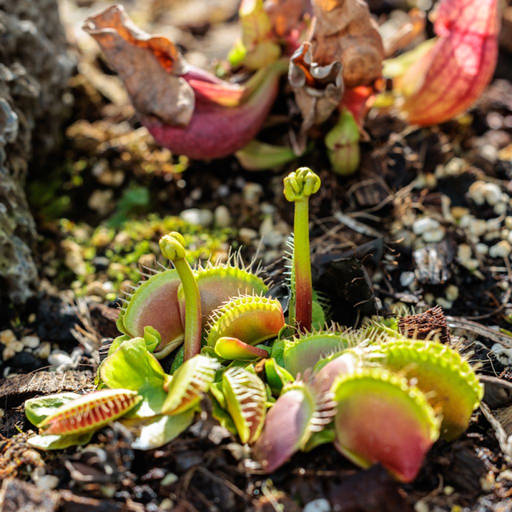 Dionaea muscipula seeds - Venus flytrap