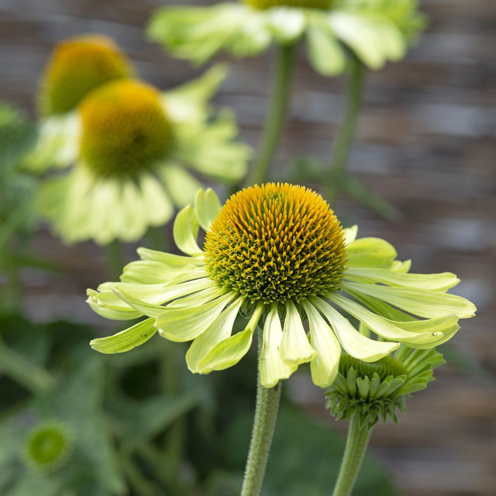 Echinacea purpurea 'Alan's Pride'