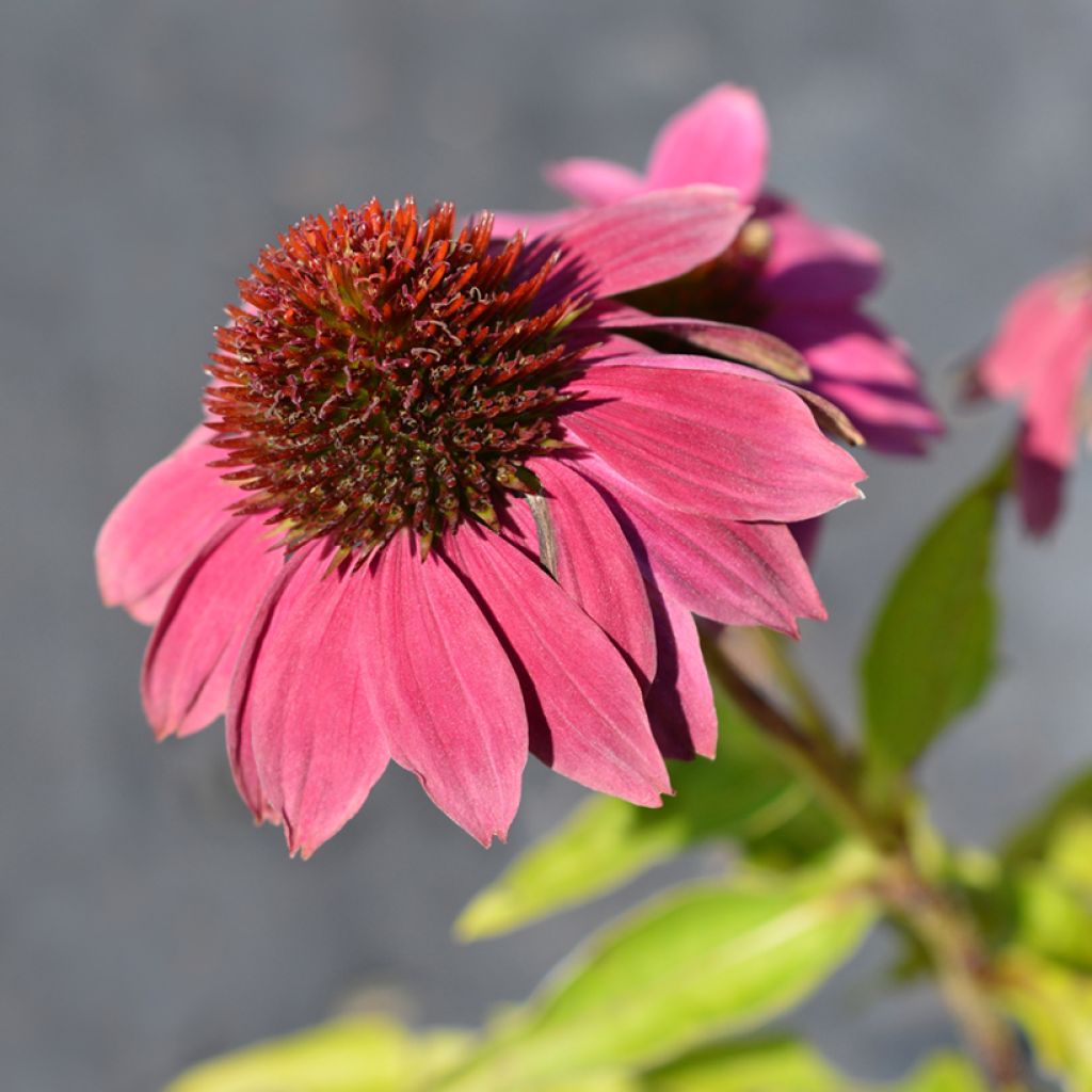 Echinacea Pow Wow Wild Berry - Purple beak Rudbeckia seeds