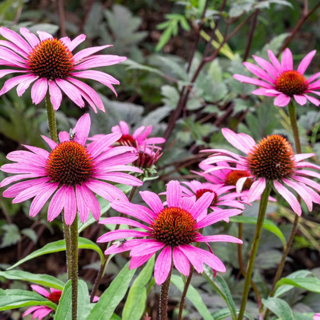 Echinacea purpurea Magnus Seeds - Purple Coneflower