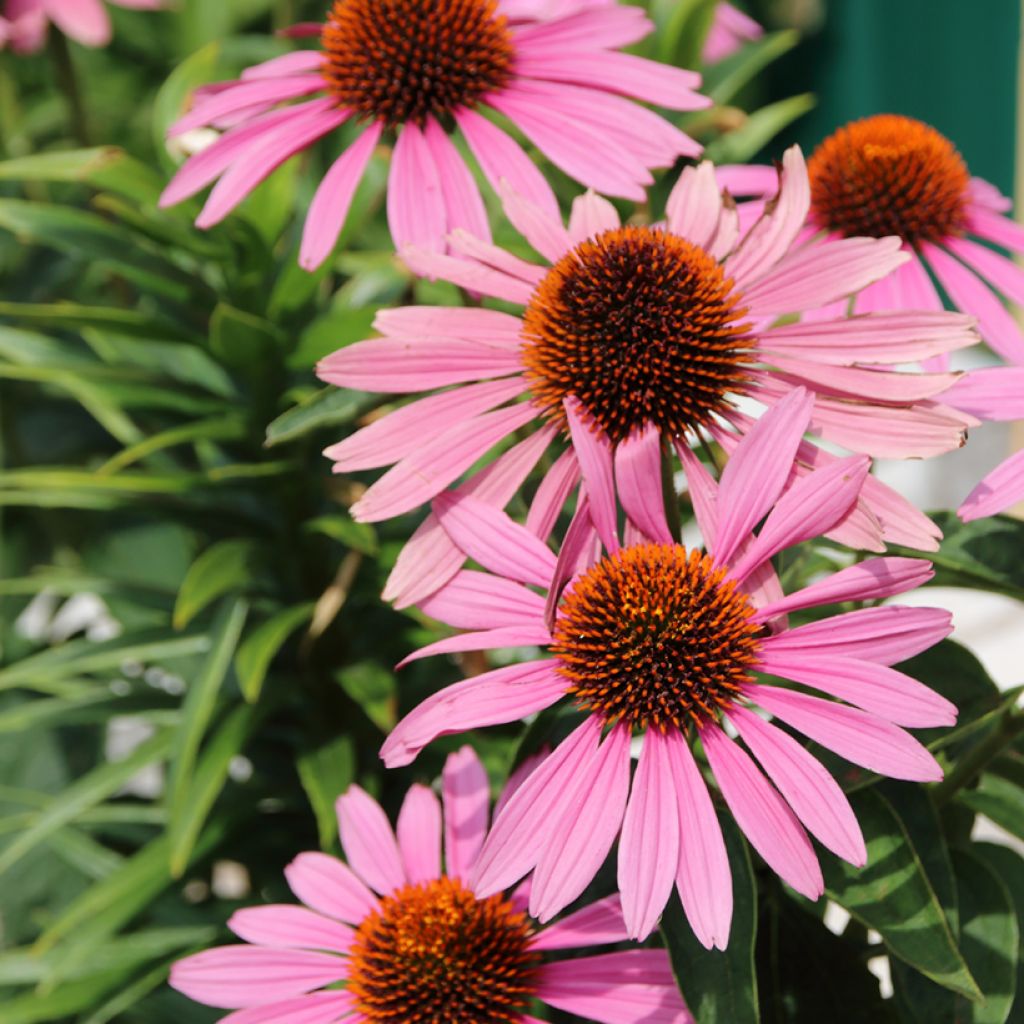 Echinacea purpurea Magnus Seeds - Purple Coneflower