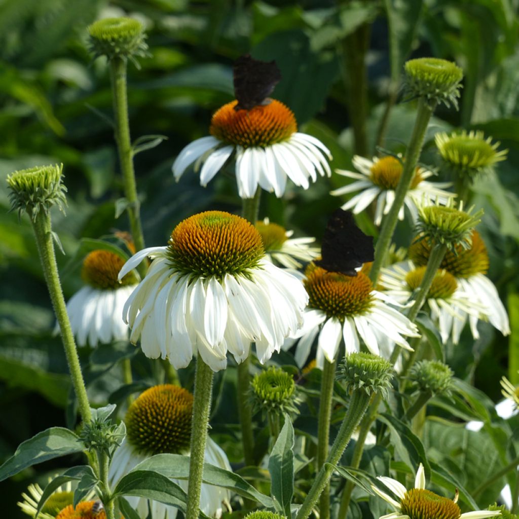 Echinacea purpurea White Swan - Purple Coneflower