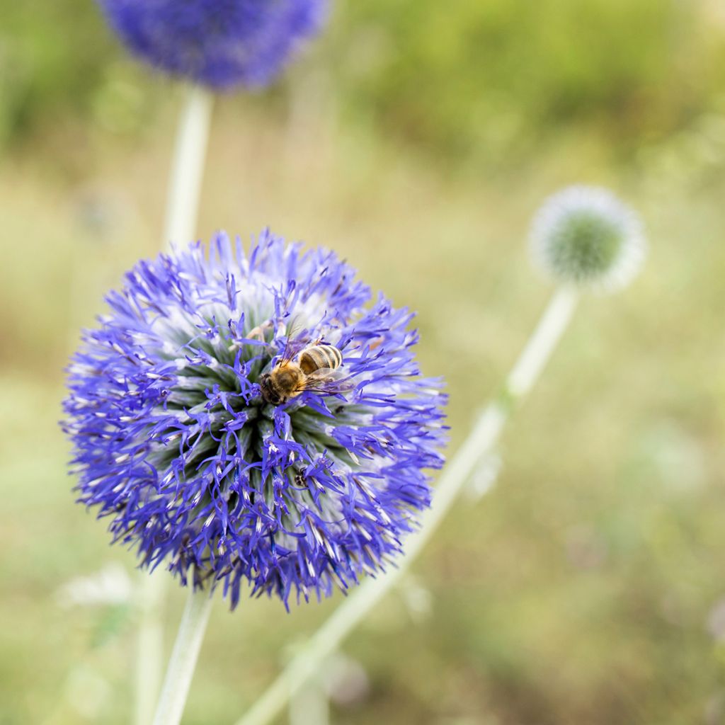 Echinops bannaticus Blue Glow - seeds