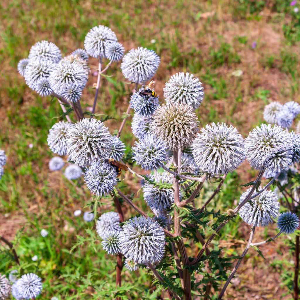 Echinops bannaticus Blue Glow - seeds