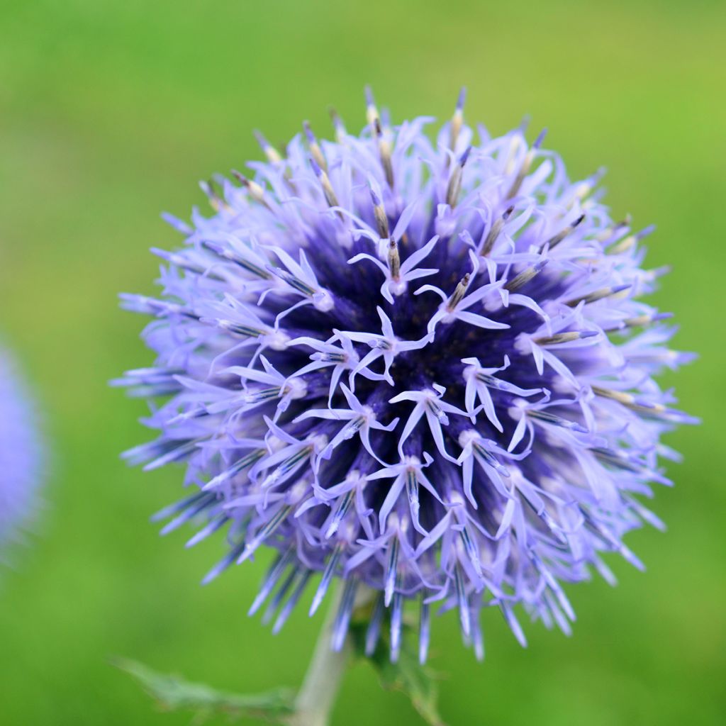 Echinops bannaticus Blue Glow - seeds