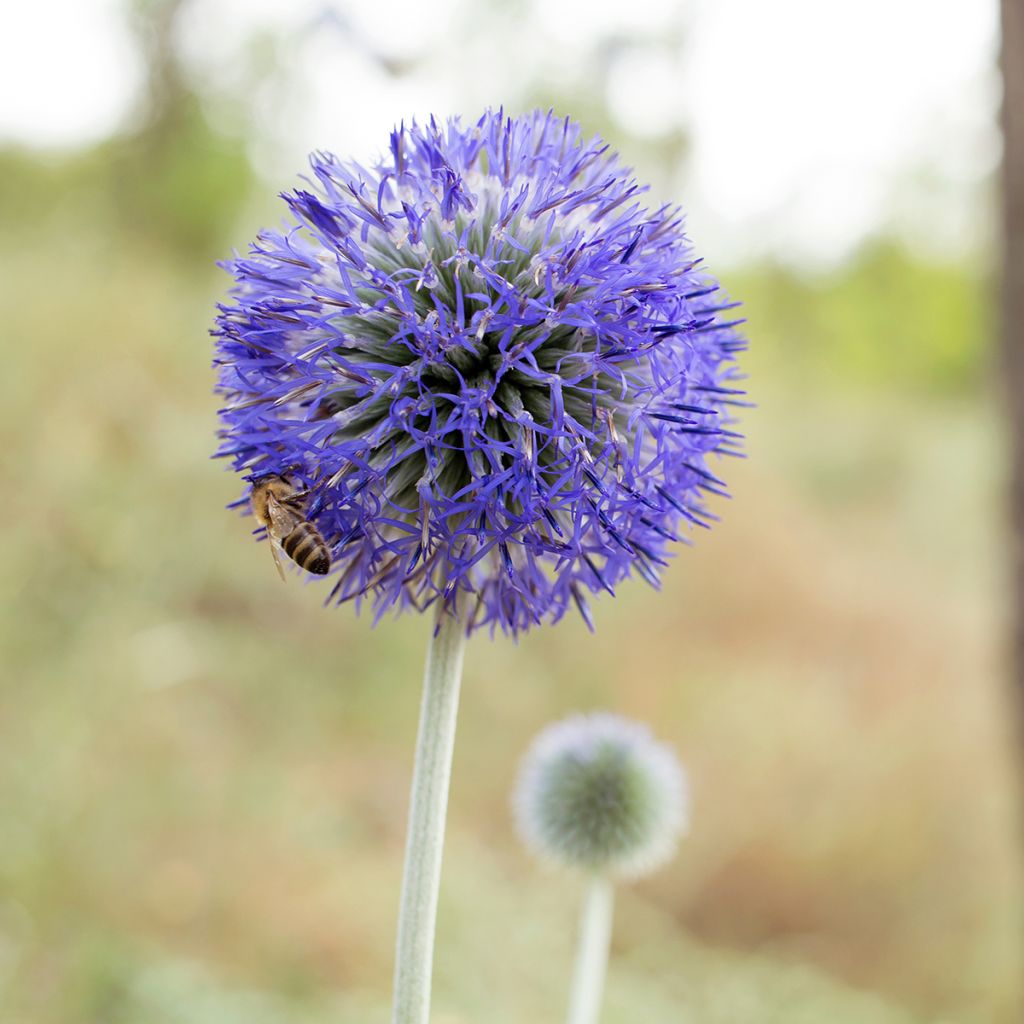 Echinops bannaticus Blue Glow - seeds