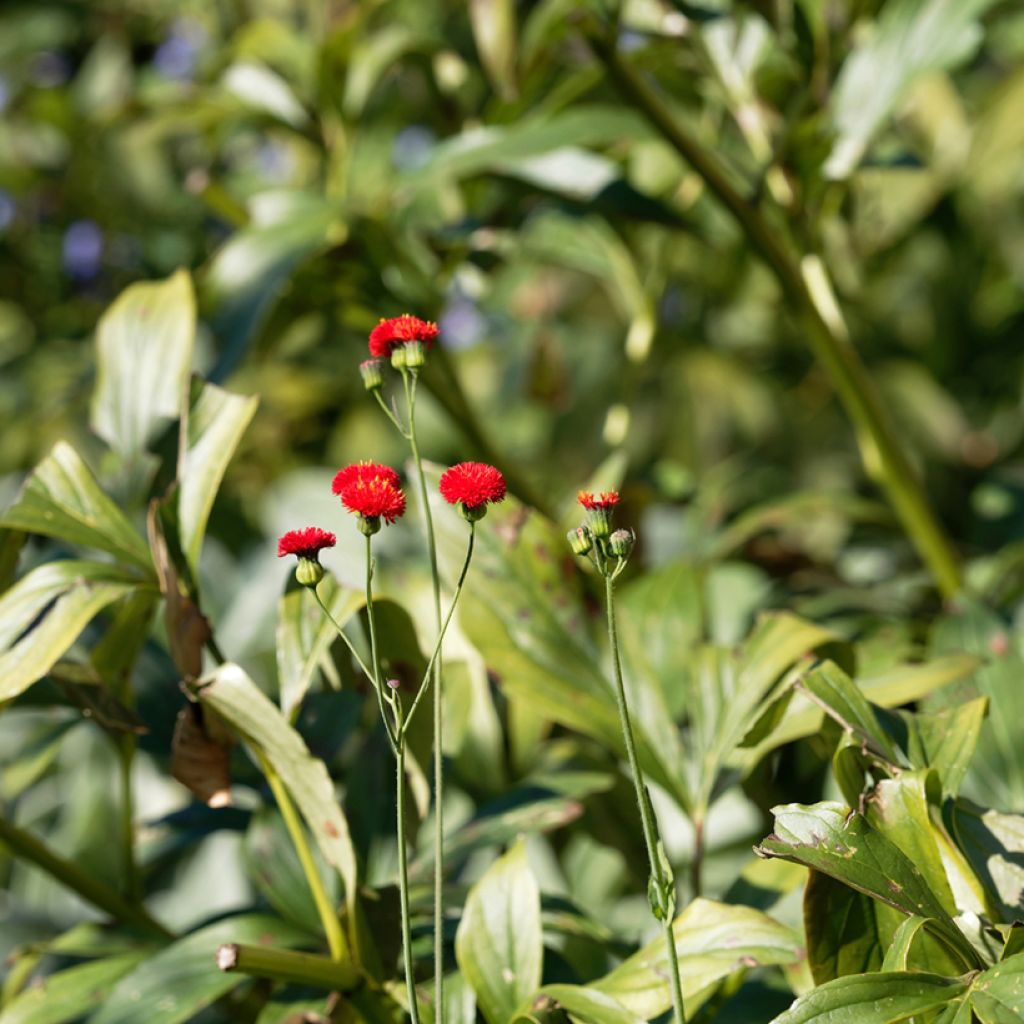 Tassel Flower Scarlet Magic Seeds - Emilia coccinea