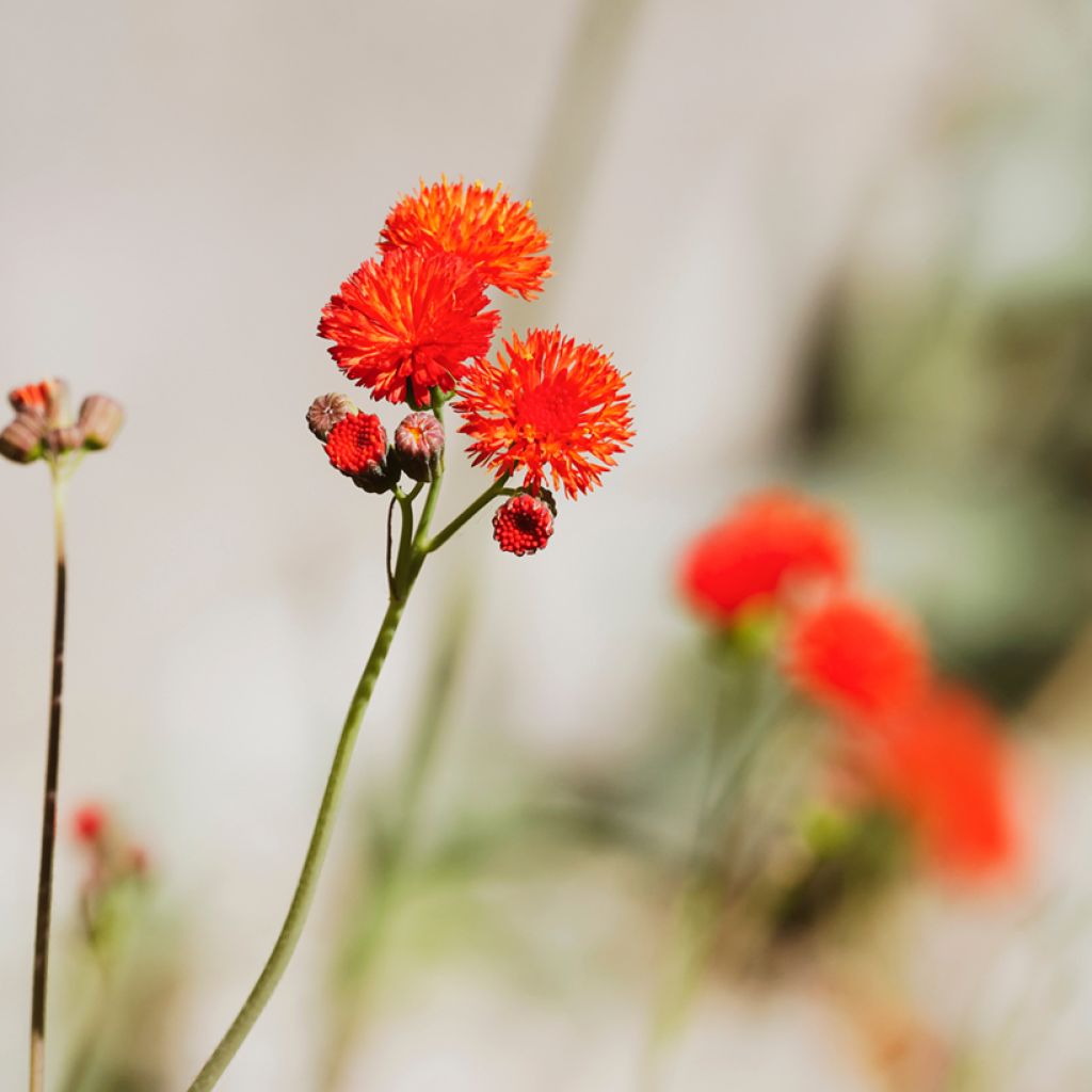 Tassel Flower Scarlet Magic Seeds - Emilia coccinea