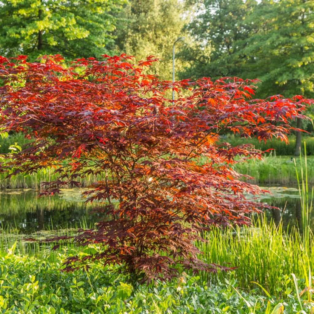 Japanese Maple seeds - Acer palmatum Atropurpureum