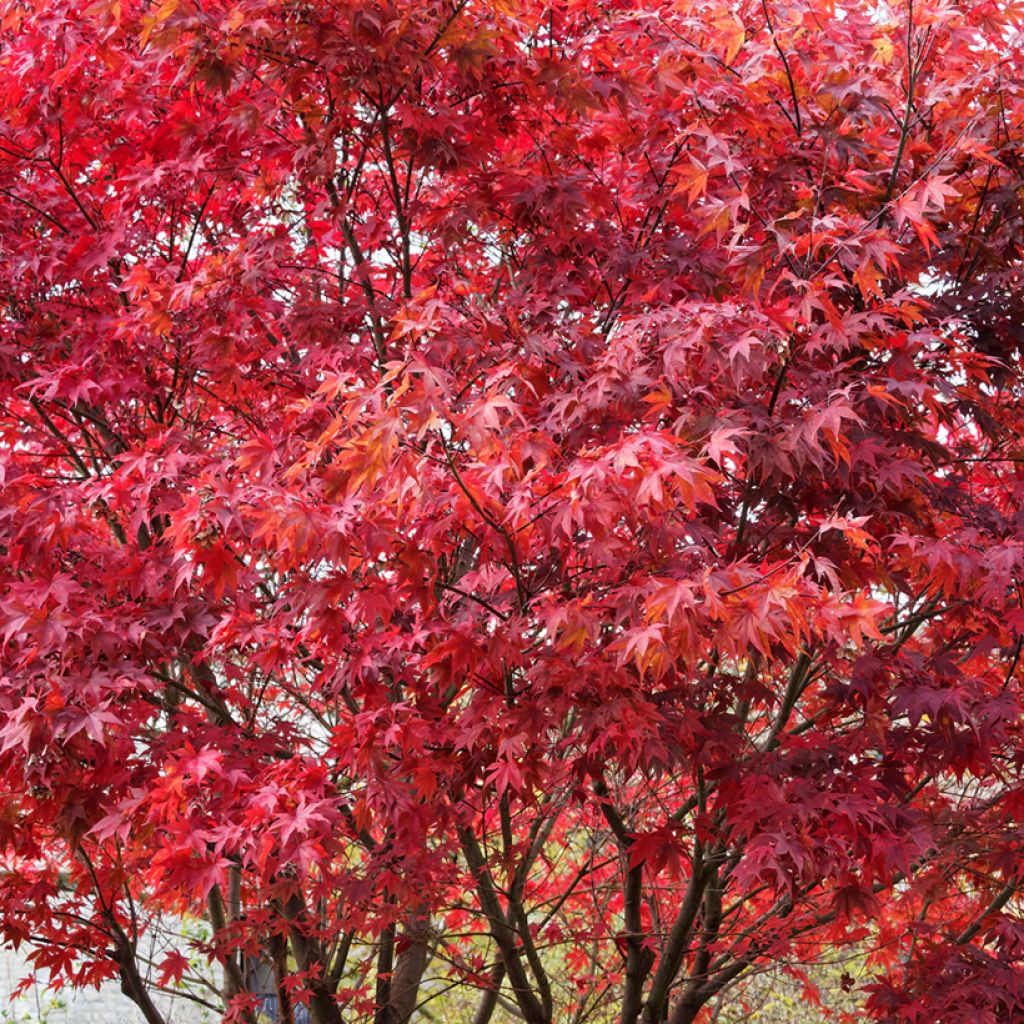 Japanese Maple seeds - Acer palmatum Atropurpureum