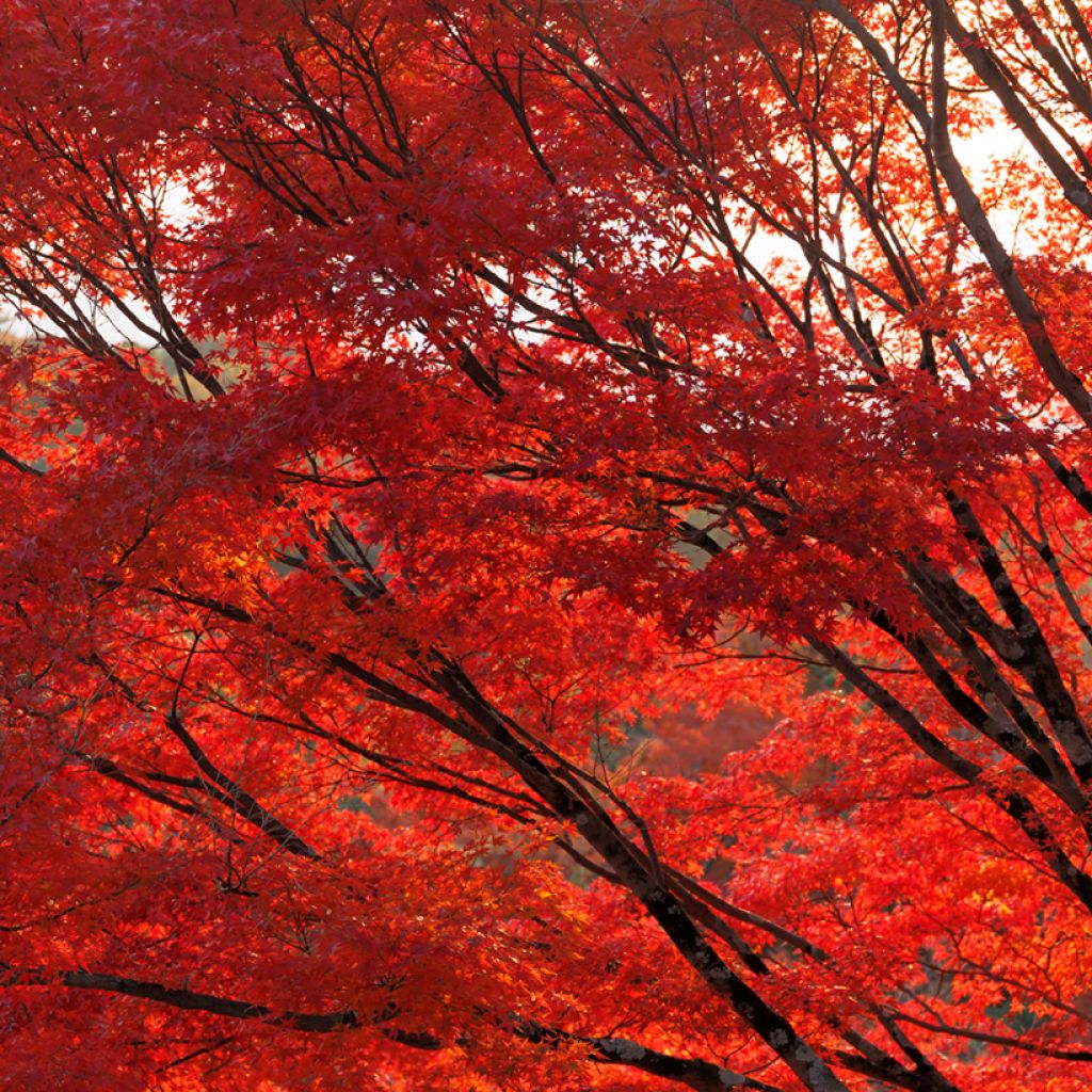 Acer rubrum seeds - Red maple