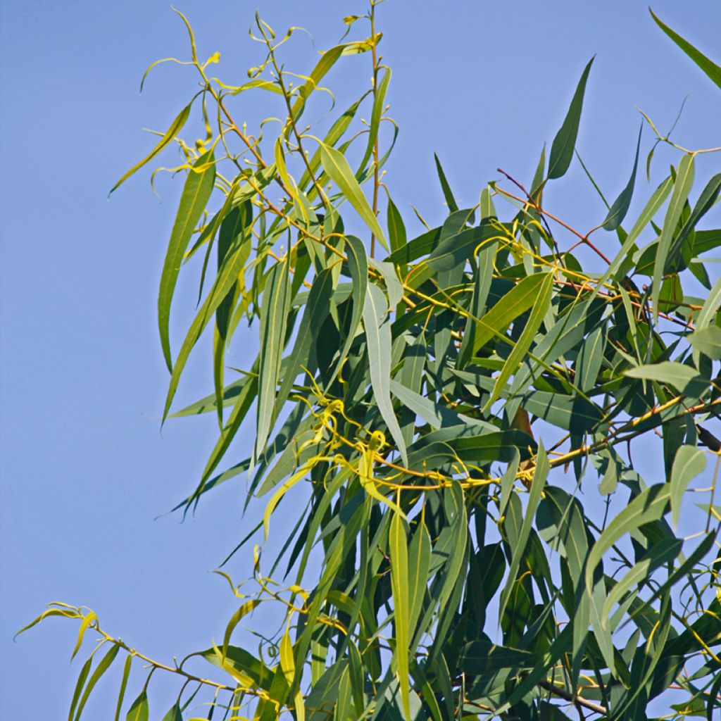 Corymbia citriodora Lemon Bush - Lemon-scented gum