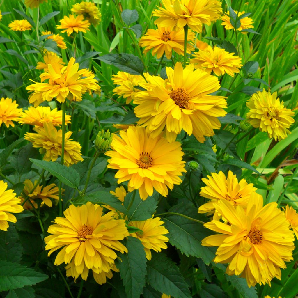 Heliopsis scabra Golden Double Hybrids - False Sunflower seeds