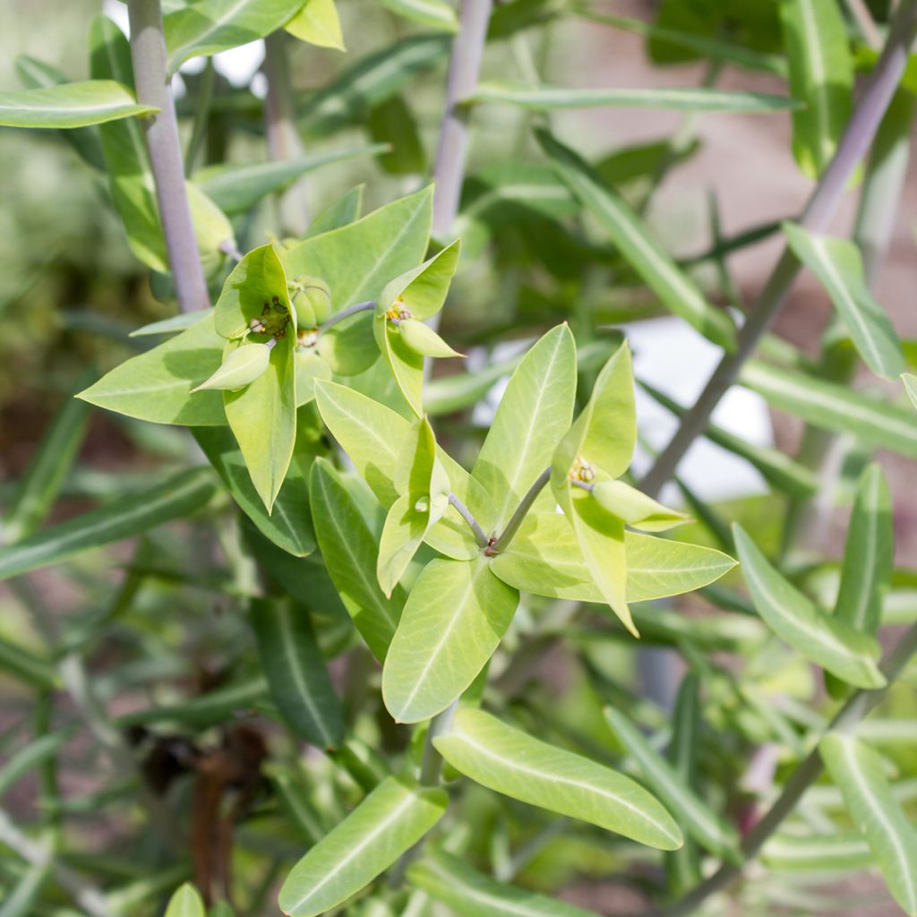 Euphorbia lathyris - seeds