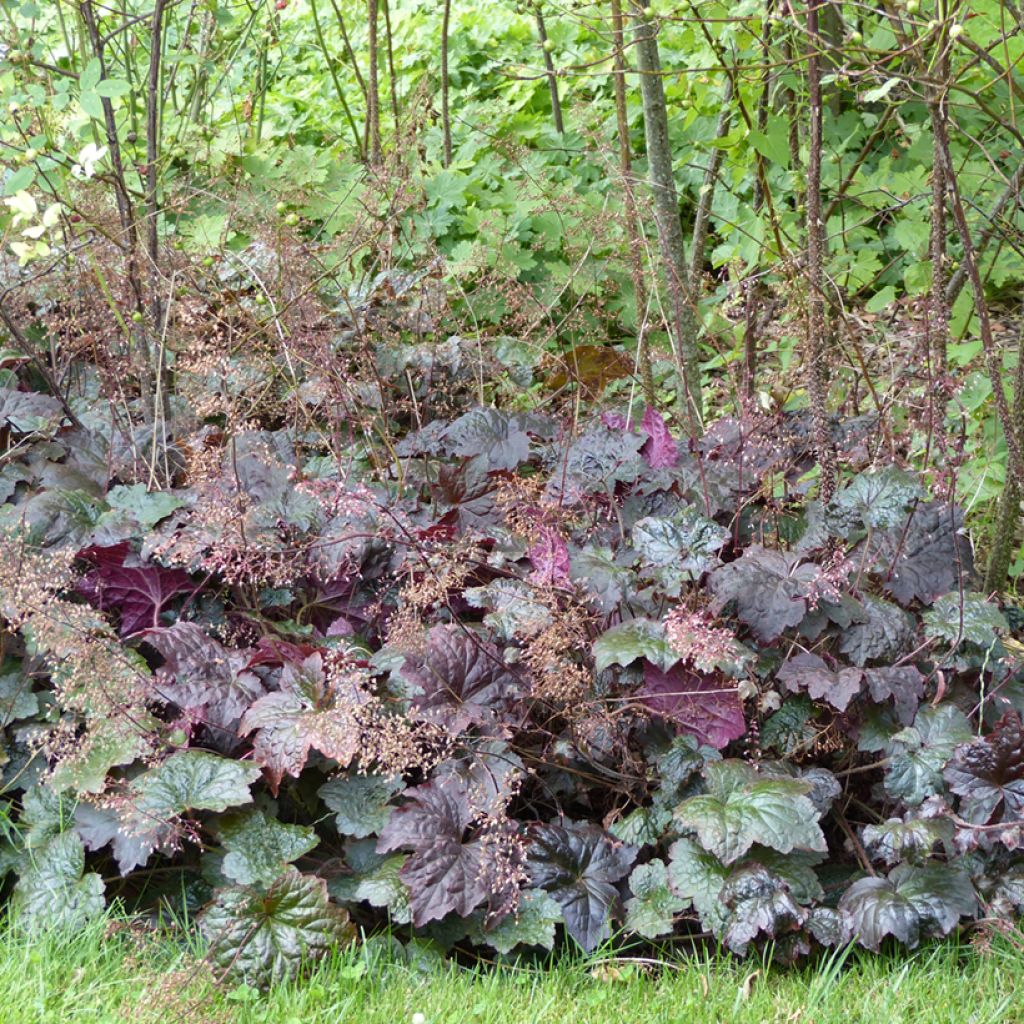 Heuchera micrantha Palace Purple seeds