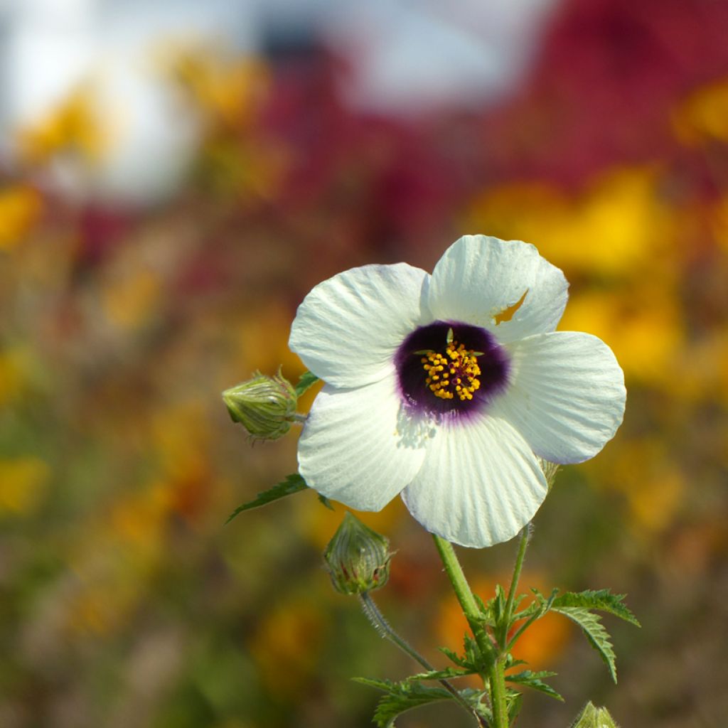 Hibiscus trionum seeds - Flower-of-an-hour