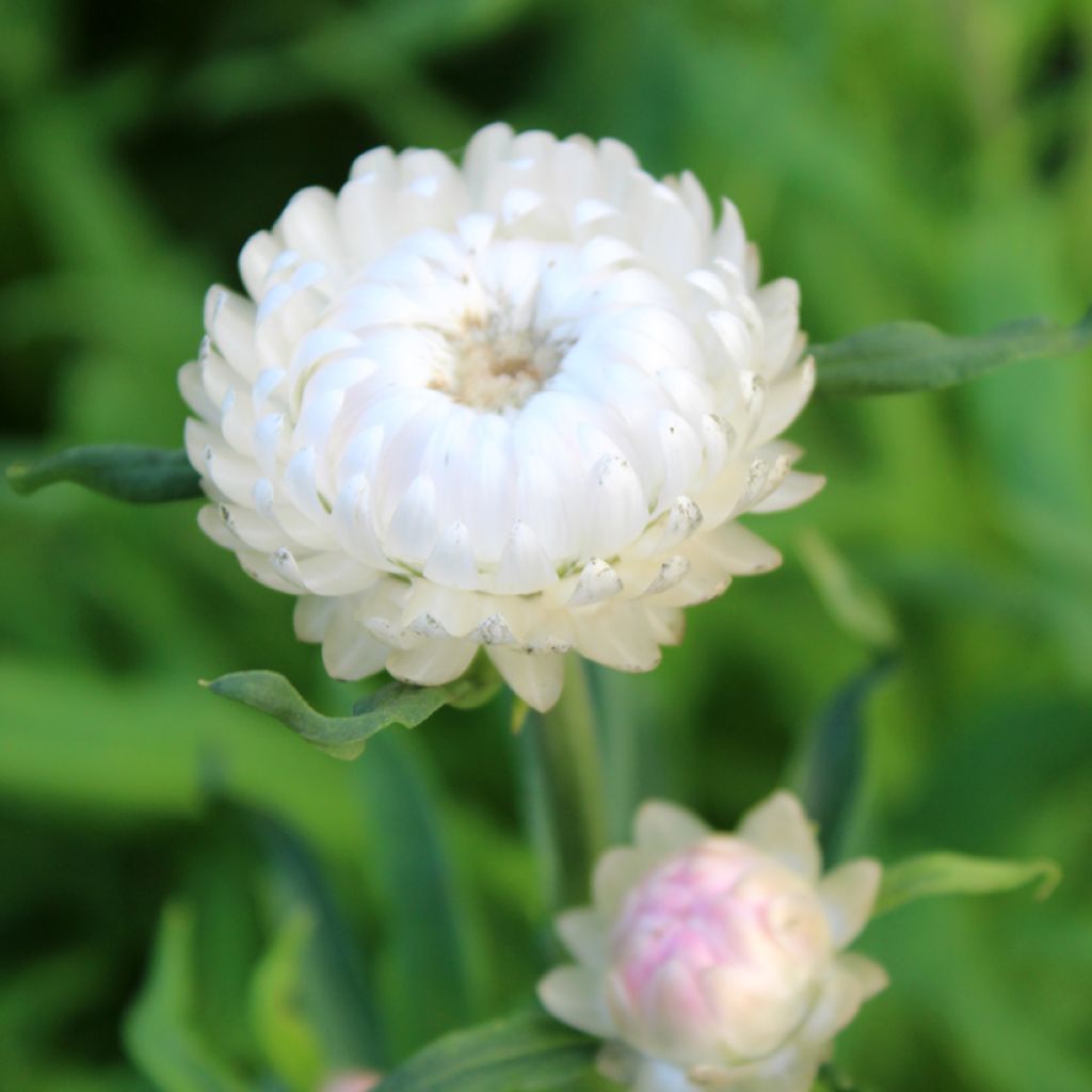 Helichrysum bracteatum monstrosum Double White seeds - Strawflower