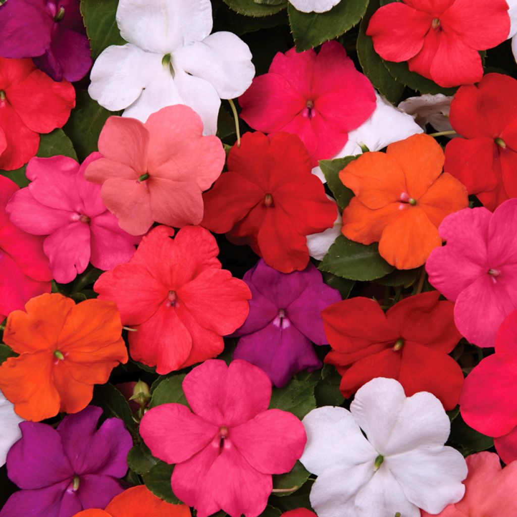 Impatiens walleriana Beacon Mix seeds - Busy Lizzie