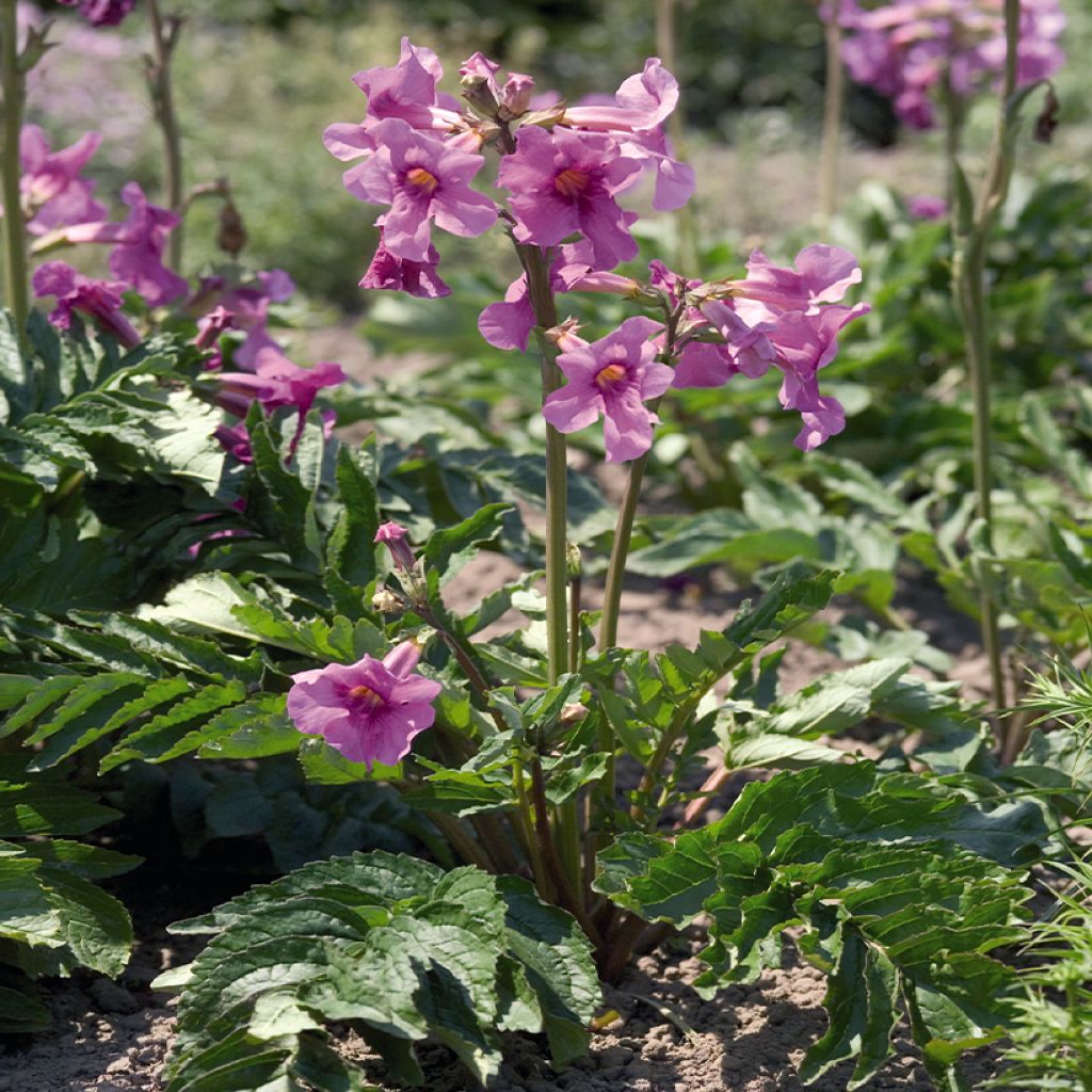 Incarvillea delavayi Deli Rose - Hardy gloxinia