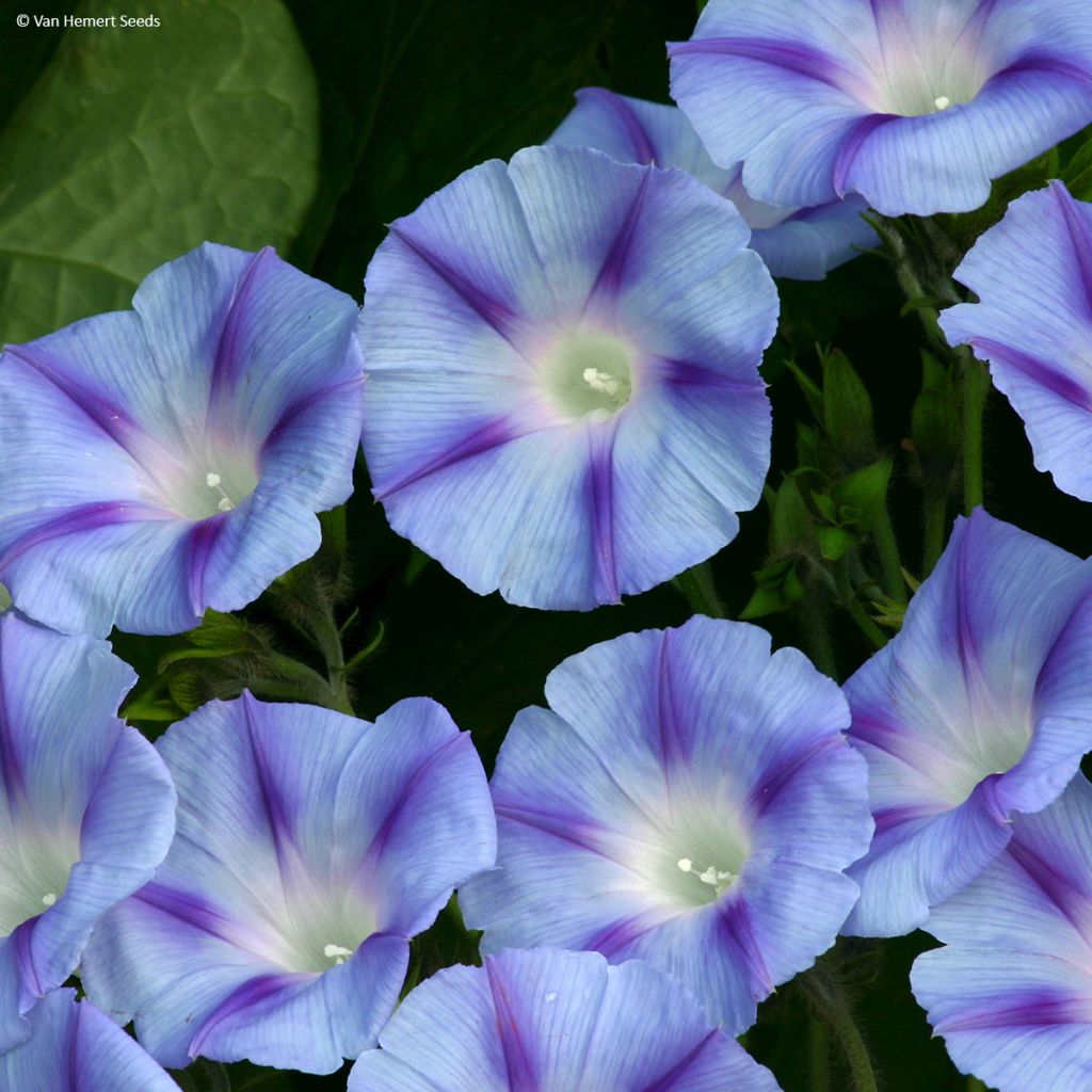 Ipomoea purpurea - Morning Glory Dacapo Light Blue Seeds