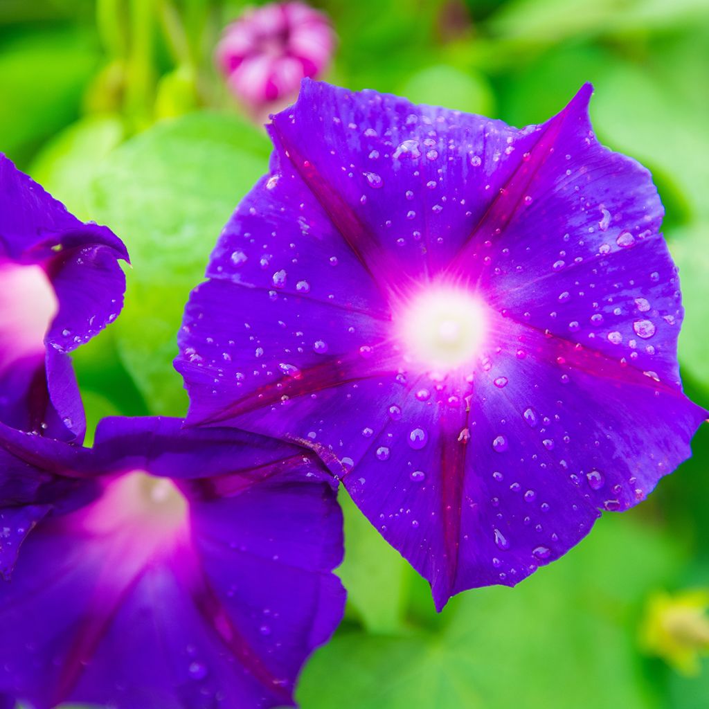 Ipomoea purpurea - Morning Glory Grandpa Ott Seeds