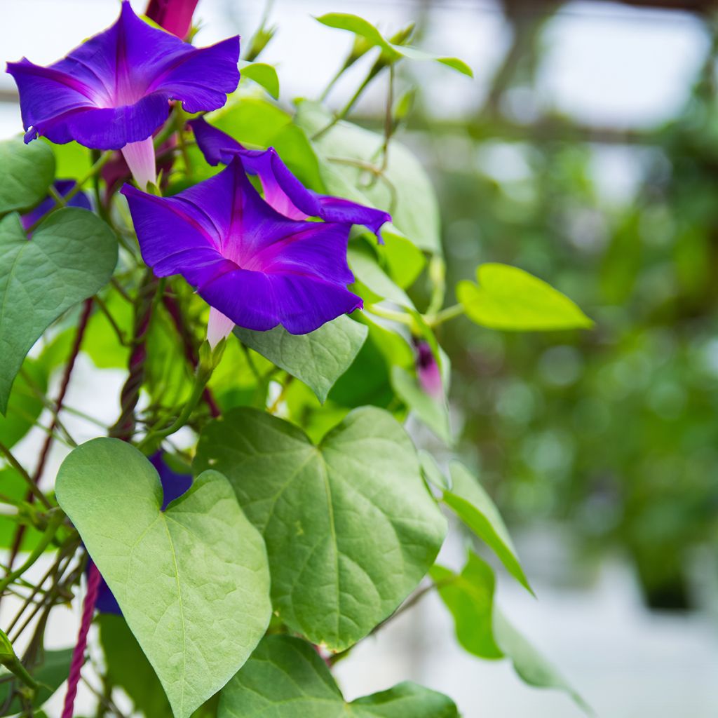 Ipomoea purpurea - Morning Glory Grandpa Ott Seeds