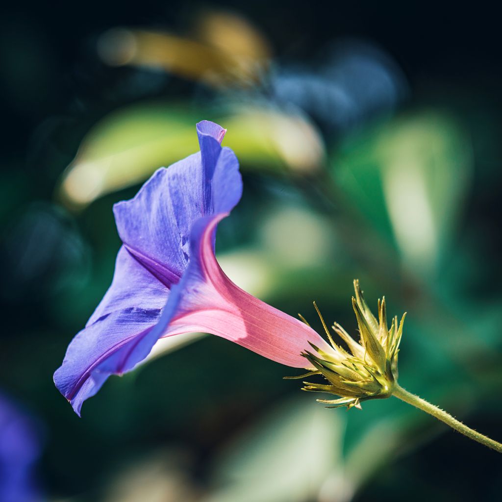 Ipomoea purpurea - Morning Glory Grandpa Ott Seeds