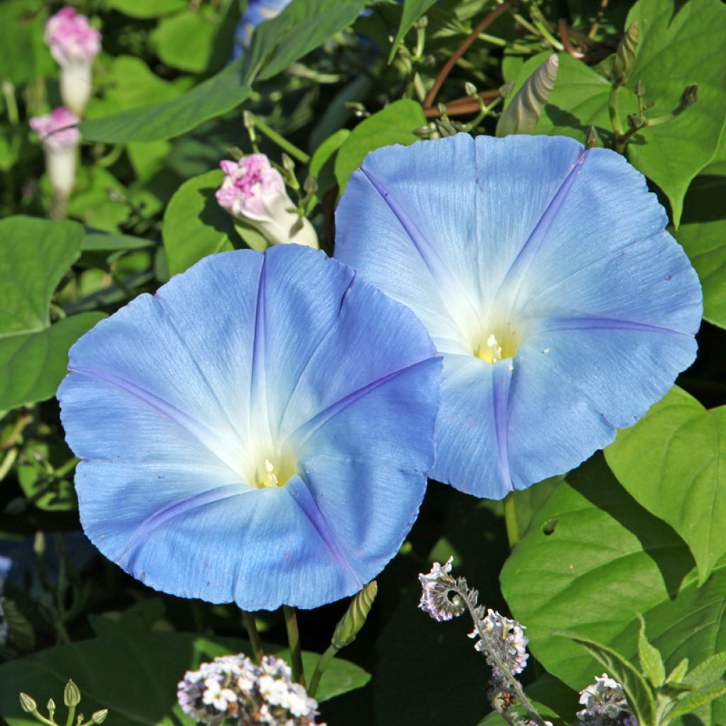 Ipomoea purpurea - Morning Glory Light Blue Star Seeds