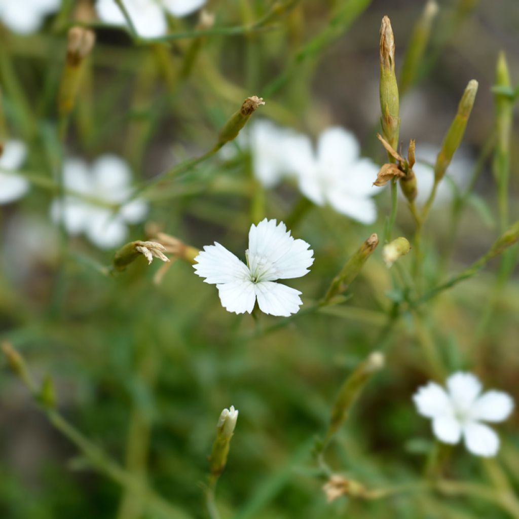 Maiden Pink Albus seeds - Dianthus deltoides