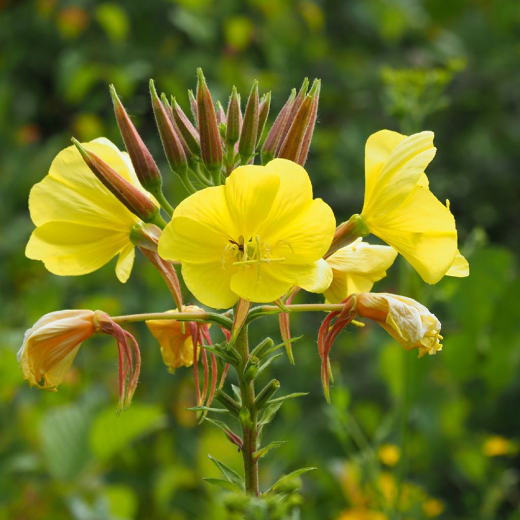 Oenothera biennis