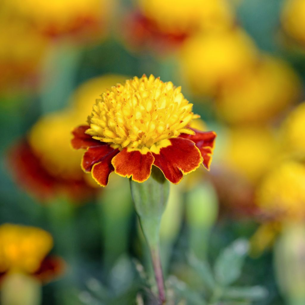 French marigold Tiger Eyes seeds - Tagetes patula