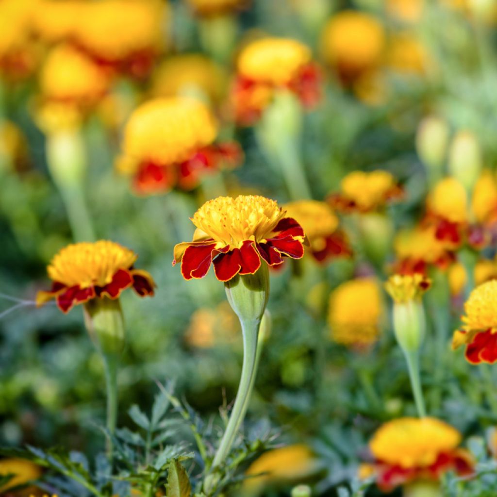 French marigold Tiger Eyes seeds - Tagetes patula